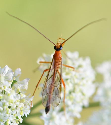 Réf. 264 945 : Netelia sp.